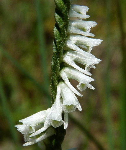{Spiranthes lacera var. gracilis}